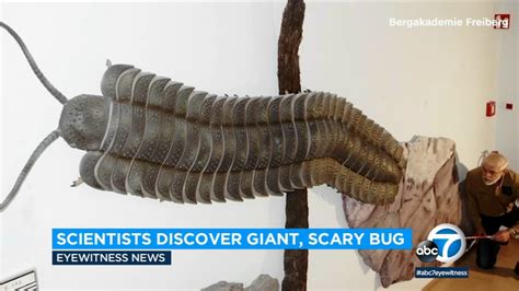 biggest insect that ever lived.